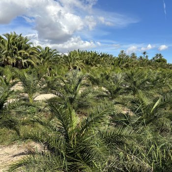 Phoenix Canariensis (Datľovník kanársky) - kont. C30L, výška 190-200 cm (-6°C) 